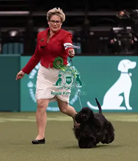 Spaniel American Cocker Prints: D-C-D-0-1-9-0 Crufts 2024 NEC Birmingham Gundog