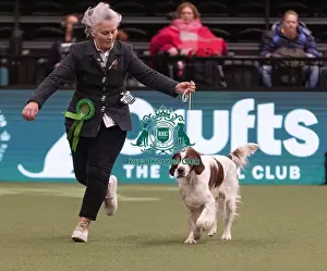 Arthur Prints: D-C-D-0-1-9-0 Crufts 2024 NEC Birmingham Gundog