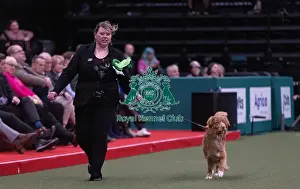 Retriever Nova Scotia Duck Tolling Prints: D-C-D-0-1-9-0 Crufts 2024 NEC Birmingham Gundog