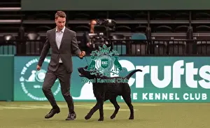 Retriever Curly Coated Prints: D-C-D-0-1-9-0 Crufts 2024 NEC Birmingham Gundog