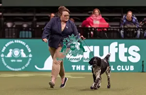 Lexi Prints: D-C-D-0-1-9-0 Crufts 2024 NEC Birmingham Gundog