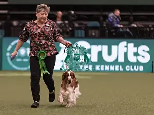 D-C-D-0-1-9-0 Crufts 2024 NEC Birmingham Gundog