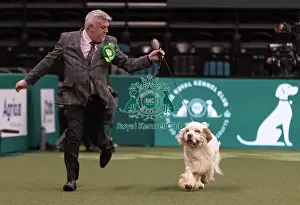 D-C-D-0-1-9-0 Crufts 2024 NEC Birmingham Gundog