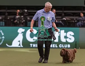 Spaniel Sussex Prints: D-C-D-0-1-9-0 Crufts 2024 NEC Birmingham Gundog