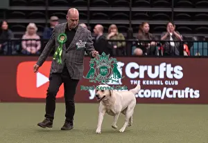 Retriever Labrador Prints: D-C-D-0-1-9-0 Crufts 2024 NEC Birmingham Gundog
