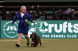 Spaniel Field Prints: D-C-D-0-1-9-0 Crufts 2024 NEC Birmingham Gundog