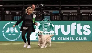 Retriever Golden Prints: D-C-D-0-1-9-0 Crufts 2024 NEC Birmingham Gundog