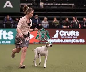Pointer Prints: D-C-D-0-1-9-0 Crufts 2024 NEC Birmingham Gundog