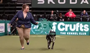 Lexi Prints: D-C-D-0-1-9-0 Crufts 2024 NEC Birmingham Gundog