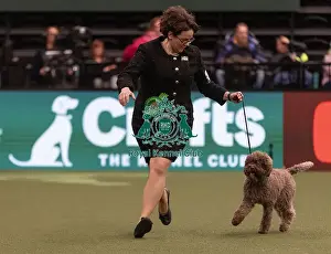 Lagotto Romagnolo Prints: D-C-D-0-1-9-0 Crufts 2024 NEC Birmingham Gundog