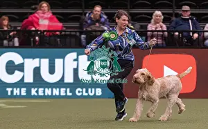 D-C-D-0-1-9-0 Crufts 2024 NEC Birmingham Gundog