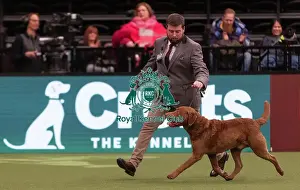 D-C-D-0-1-9-0 Crufts 2024 NEC Birmingham Gundog