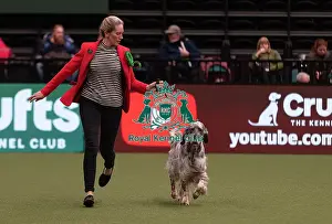 Day 2 Prints: D-C-D-0-1-9-0 Crufts 2024 NEC Birmingham Gundog