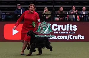 Gordon Setter Prints: D-C-D-0-1-9-0 Crufts 2024 NEC Birmingham Gundog