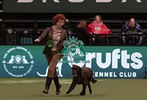 German Longhaired Pointer Prints: D-C-D-0-1-9-0 Crufts 2024 NEC Birmingham Gundog