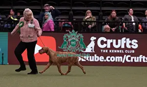 Hungarian Wirehaired Vizsla Prints: D-C-D-0-1-9-0 Crufts 2024 NEC Birmingham Gundog