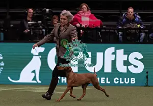 Hungarian Vizsla Prints: D-C-D-0-1-9-0 Crufts 2024 NEC Birmingham Gundog