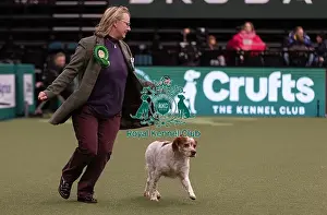 Toby Prints: D-C-D-0-1-9-0 Crufts 2024 NEC Birmingham Gundog