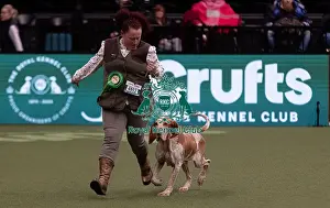 Bracco Italiano Prints: D-C-D-0-1-9-0 Crufts 2024 NEC Birmingham Gundog