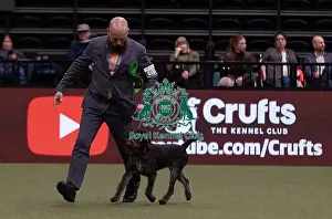 German Wirehaired Pointer Prints: D-C-D-0-1-9-0 Crufts 2024 NEC Birmingham Gundog