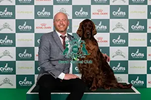 Irish Setter Prints: D-C-D-0-1-9-0 Crufts 2024 NEC Birmingham Gundog
