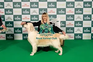 Retriever Golden Prints: D-C-D-0-1-9-0 Crufts 2024 NEC Birmingham Gundog