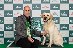 Retriever Labrador Prints: D-C-D-0-1-9-0 Crufts 2024 NEC Birmingham Gundog