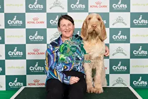 Italian Spinone Prints: D-C-D-0-1-9-0 Crufts 2024 NEC Birmingham Gundog
