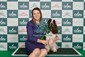 Spaniel English Springer Prints: D-C-D-0-1-9-0 Crufts 2024 NEC Birmingham Gundog