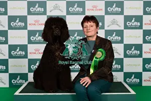 Spaniel Irish Water Prints: D-C-D-0-1-9-0 Crufts 2024 NEC Birmingham Gundog