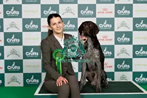 German Shorthaired Pointer Prints: D-C-D-0-1-9-0 Crufts 2024 NEC Birmingham Gundog