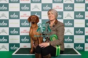Hungarian Vizsla Prints: D-C-D-0-1-9-0 Crufts 2024 NEC Birmingham Gundog