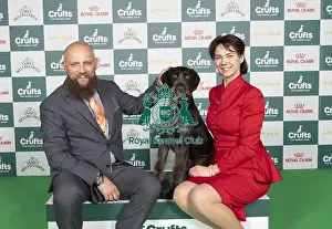 German Wirehaired Pointer Prints: D-C-D-0-1-9-0 Crufts 2024 NEC Birmingham Gundog