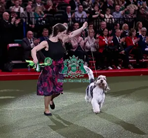 Basset Griffon Vendeen Grand Prints: D-C-D-0-1-9-0 Crufts 2024 NEC Birmingham Hound