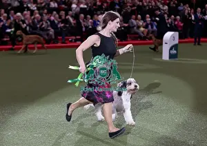 Basset Griffon Vendeen Grand Prints: D-C-D-0-1-9-0 Crufts 2024 NEC Birmingham Hound