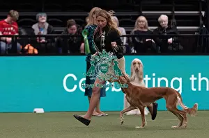 Mini Prints: D-C-D-0-1-9-0 Crufts 2024 NEC Birmingham Hound