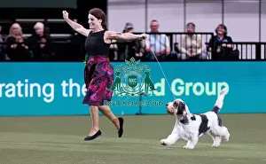 Basset Griffon Vendeen Grand Prints: D-C-D-0-1-9-0 Crufts 2024 NEC Birmingham Hound