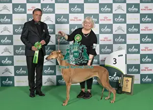 Greyhound Prints: D-C-D-0-1-9-0 Crufts 2024 NEC Birmingham Hound