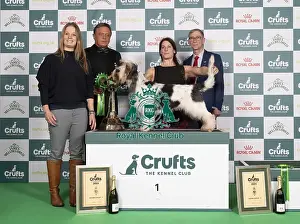 Basset Griffon Vendeen Grand Prints: D-C-D-0-1-9-0 Crufts 2024 NEC Birmingham Hound