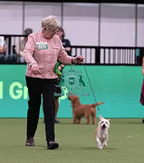 Portuguese Podengo Warren Hound Prints: D-C-D-0-1-9-0 Crufts 2024 NEC Birmingham Hound
