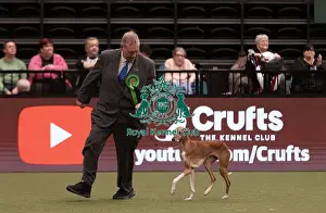 Coco Prints: D-C-D-0-1-9-0 Crufts 2024 NEC Birmingham Hound