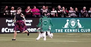 Basset Griffon Vendeen Grand Prints: D-C-D-0-1-9-0 Crufts 2024 NEC Birmingham Hound