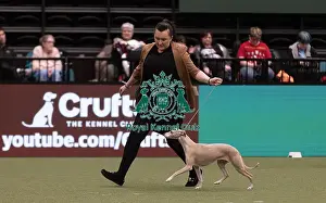 Whippet Prints: D-C-D-0-1-9-0 Crufts 2024 NEC Birmingham Hound