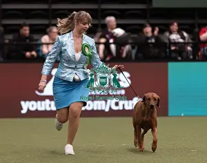 Rhodesian Ridgeback Prints: D-C-D-0-1-9-0 Crufts 2024 NEC Birmingham Hound