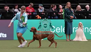 D-C-D-0-1-9-0 Crufts 2024 NEC Birmingham Hound