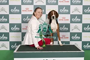 Hamiltonstovare Prints: D-C-D-0-1-9-0 Crufts 2024 NEC Birmingham Hound