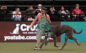 Irish Wolfhound Prints: D-C-D-0-1-9-0 Crufts 2024 NEC Birmingham Hound