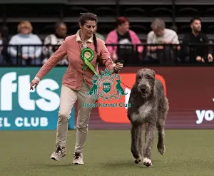 Irish Wolfhound Prints: D-C-D-0-1-9-0 Crufts 2024 NEC Birmingham Hound