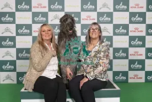 Deerhound Prints: D-C-D-0-1-9-0 Crufts 2024 NEC Birmingham Hound