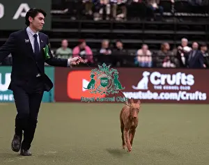 D-C-D-0-1-9-0 Crufts 2024 NEC Birmingham Hound